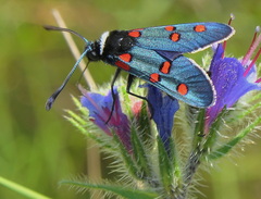 Zygaena lavandulae