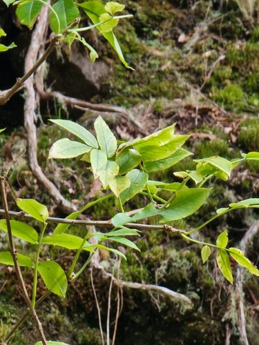Sambucus lanceolata (Sambucus lanceolata)