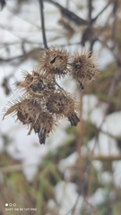 Arctium tomentosum
