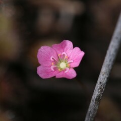 Drosera pulchella