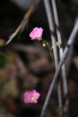 Drosera pulchella