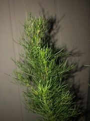 Eupatorium capillifolium