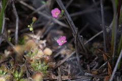 Drosera pulchella