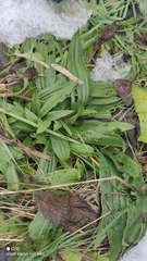 Plantago lanceolata