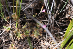Drosera pulchella