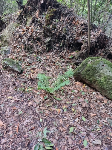 Dryopteris affinis image