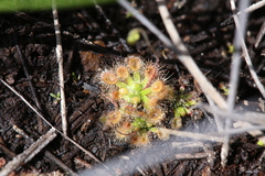 Drosera pulchella