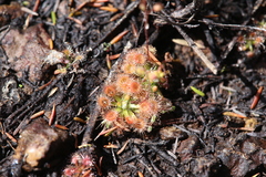 Drosera pulchella