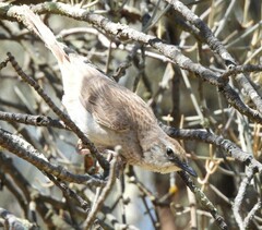 Cincloramphus cruralis