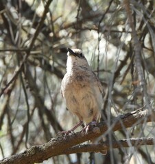 Cincloramphus cruralis