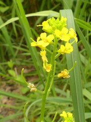 Barbarea
