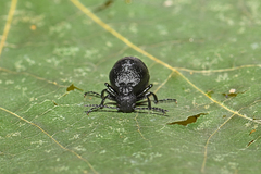 Meloe rugosus