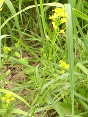 Barbarea