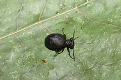 Meloe rugosus