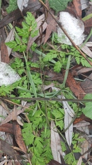 Anthriscus sylvestris