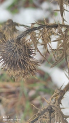Cirsium vulgare