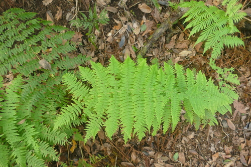 Dryopteris oligodonta image