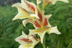 Gladiolus tristis
