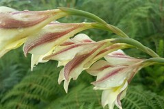 Gladiolus tristis
