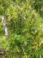 Tristaniopsis laurina