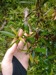 Tristaniopsis laurina