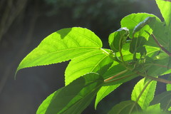 Dendrocnide photiniiphylla