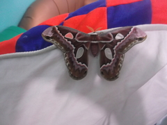 Rothschildia prionia