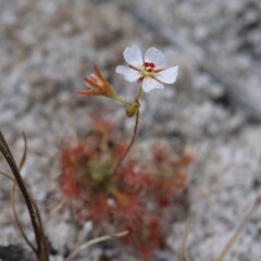 Drosera patens