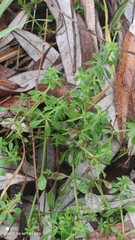 Galium aparine