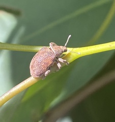 Gonipterus platensis