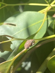 Gonipterus platensis