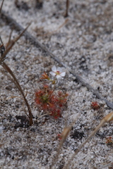 Drosera patens