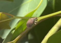 Gonipterus platensis