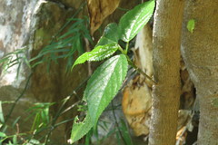 Dendrocnide photiniiphylla