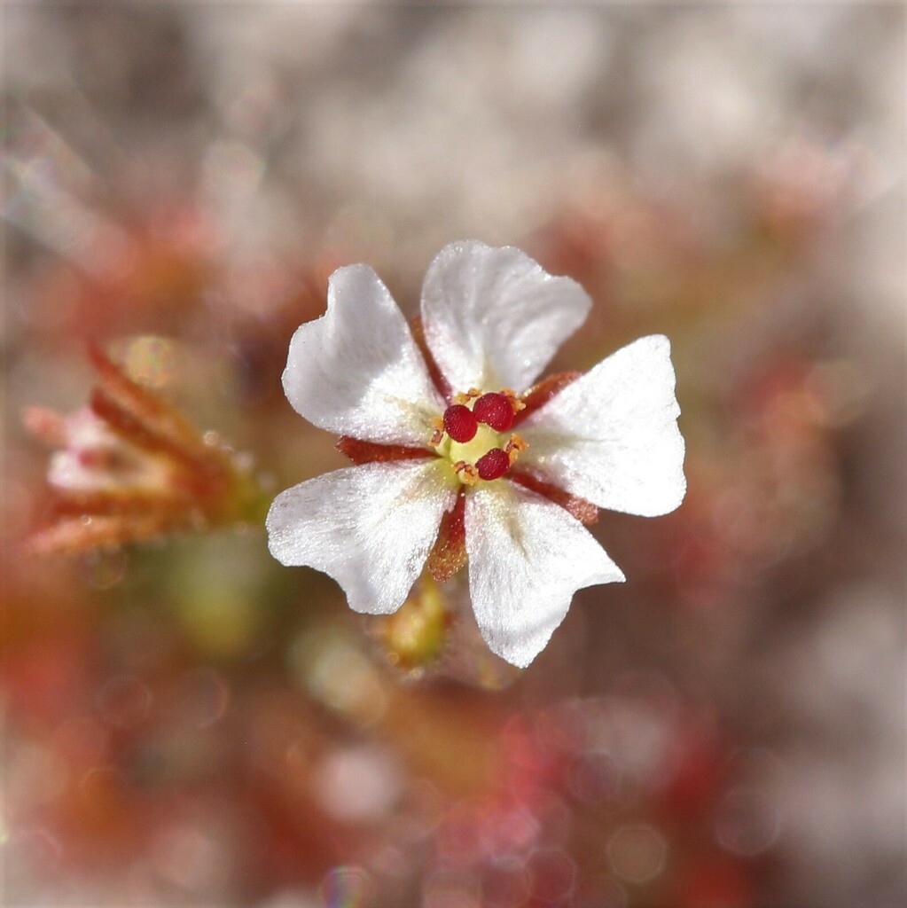 Drosera patens, Western Australia, AU
