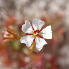 Drosera patens