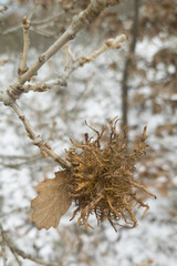 Andricus caputmedusae