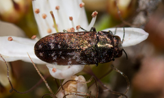 Diphucrania