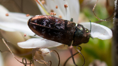 Diphucrania