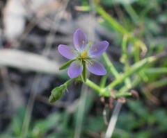 Spergularia brevifolia