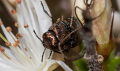 Diphucrania