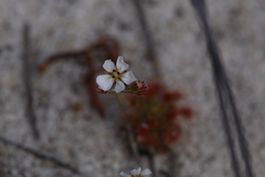 Drosera patens