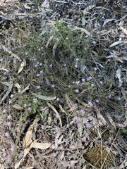 Spergularia brevifolia