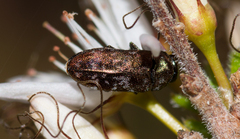 Diphucrania