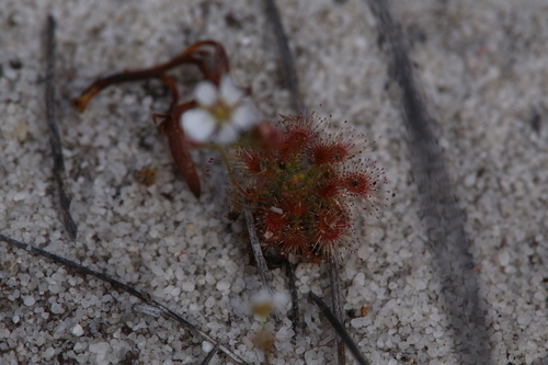 Drosera patens