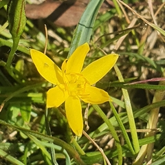 Hypoxis hygrometrica