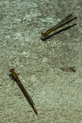 Pseudagrion furcigerum