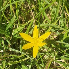 Hypoxis hygrometrica