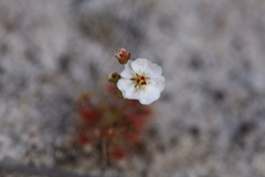 Drosera patens