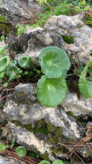 Umbilicus rupestris